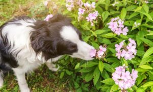 Опасные растения для собак: как защитить питомца и что делать при отравлении