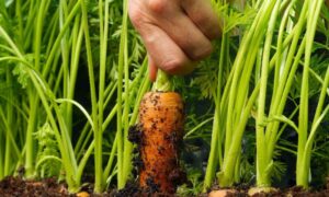 Удобрение для богатого урожая моркови и свеклы в июне