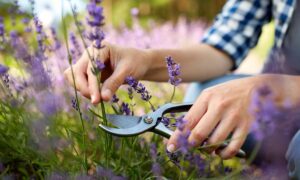 Как обрезать лаванду после цветения для повторного цветения осенью: секреты ухода