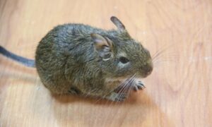 Домашний уют без незваных гостей: эффективные способы избавиться от мышей