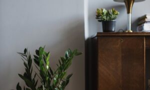 Долларовое дерево: кому опасно держать дома и почему оно приносит беду, а не деньги