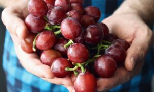 Почему урожай винограда бывает скудным: причины и как это исправить