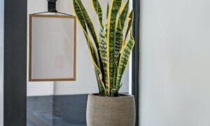 Как помочь драцене пережить зиму: секреты ухода для вашего дома