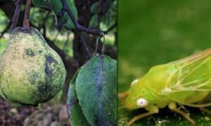 Как избавиться от медведки: сладкий враг вашего сада