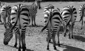 Как не сдаваться в трудные времена: 7 проверенных советов для женщин