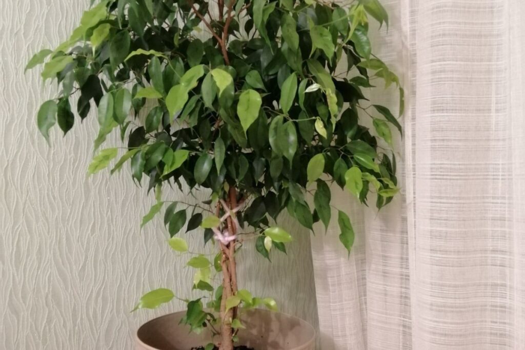 Почему фикус может быть не лучшим выбором для дома: приметы и логика