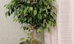 Почему фикус может быть не лучшим выбором для дома: приметы и логика