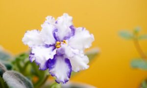 Два копейки для пышного цветения: как подкормить фиалку дома