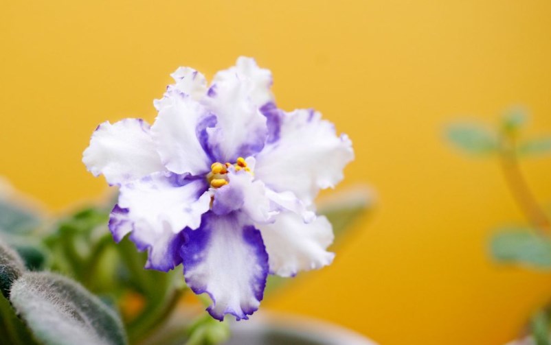 Два копейки для пышного цветения: как подкормить фиалку дома