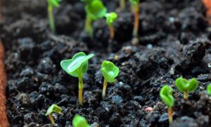 Домашний огород: как вырастить зелень на подоконнике легко и с пользой