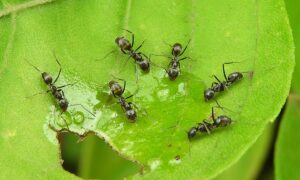 Как избавиться от муравьев на даче: проверенные народные методы