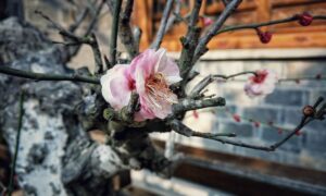 Садовые и огородные работы в теплую зиму: советы для женщин