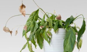 Народные приметы о домашних растениях: о чем они предупреждают