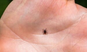 Чем опасны укусы клещей: болезни, которые стоит знать каждой женщине