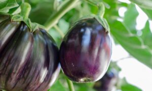 Баклажаны в ведрах: секреты урожая даже на балконе