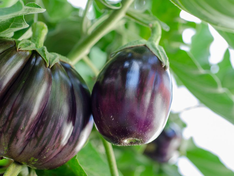 Баклажаны в ведрах: секреты урожая даже на балконе