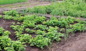 Натуральные удобрения для богатого урожая: секреты опытных садоводов