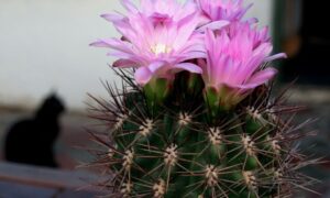 Секреты пышного цветения кактуса: советы для каждого дома