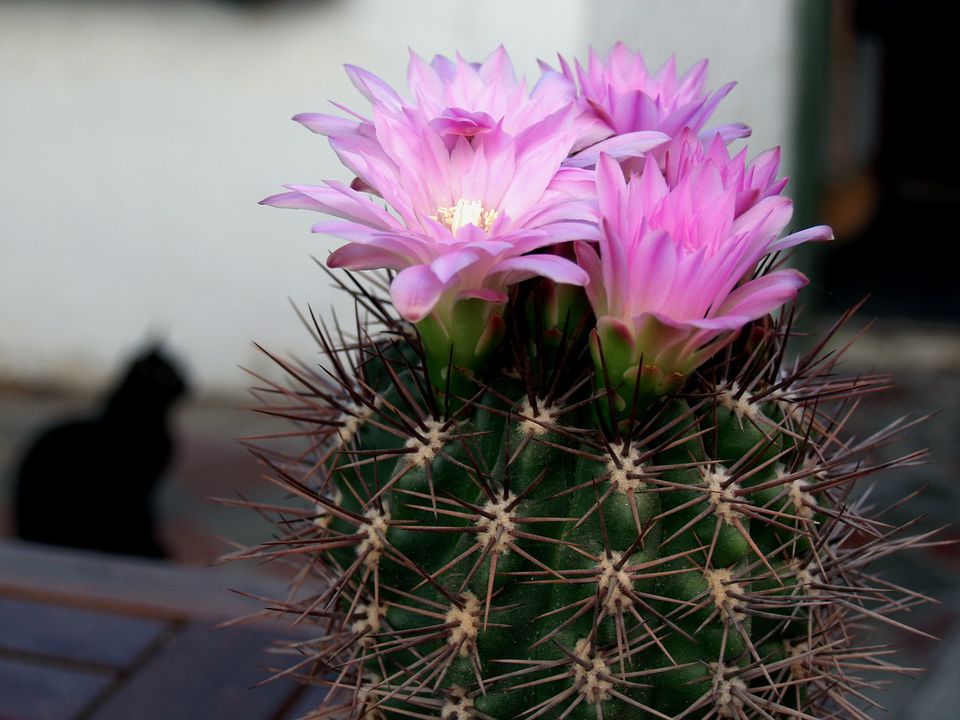 Секреты пышного цветения кактуса: советы для каждого дома