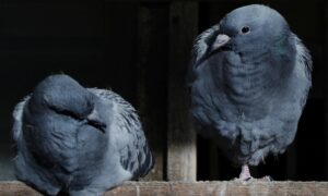 Как избавиться от голубей на балконе: проверенные лайфхаки