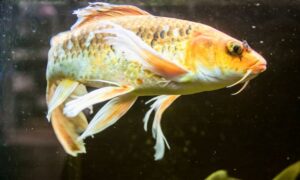 Избавляемся от запаха рыбы на кухне: проверенные советы для каждой хозяйки