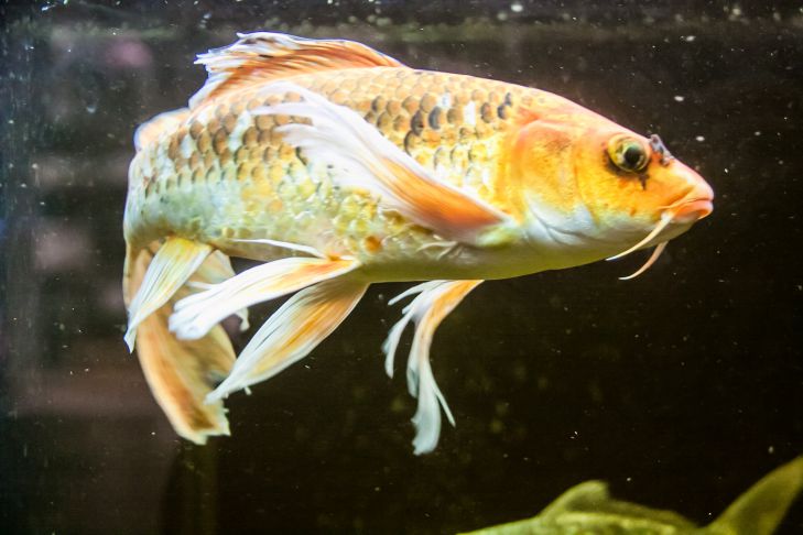 Избавляемся от запаха рыбы на кухне: проверенные советы для каждой хозяйки