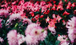 Как укрыть цветы от первого снега: простые советы для вашего сада