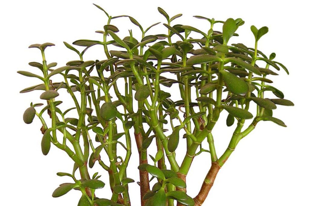 Секреты здоровья денежного дерева: как избежать распространенных ошибок