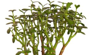 Секреты здоровья денежного дерева: как избежать распространенных ошибок