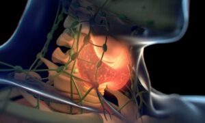 Продукты, которые могут навредить щитовидной железе: что нужно знать будущим и молодым мамам