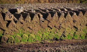 Торф для вашего сада: секреты опытных огородников