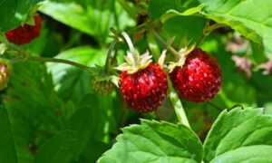 Выращиваем клубнику из семян дома: подробное руководство для новичков