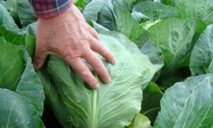 Секреты идеального урожая капусты: когда и как собирать, лучшие сорта для заготовок