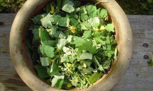 Чистотел на даче: необычные лайфхаки и полезные идеи