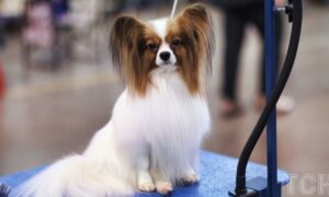 Почему собака не хочет гулять: причины и советы от ветеринара