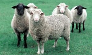 Овечье молоко: польза, рецепты и секреты использования для здоровья и красоты