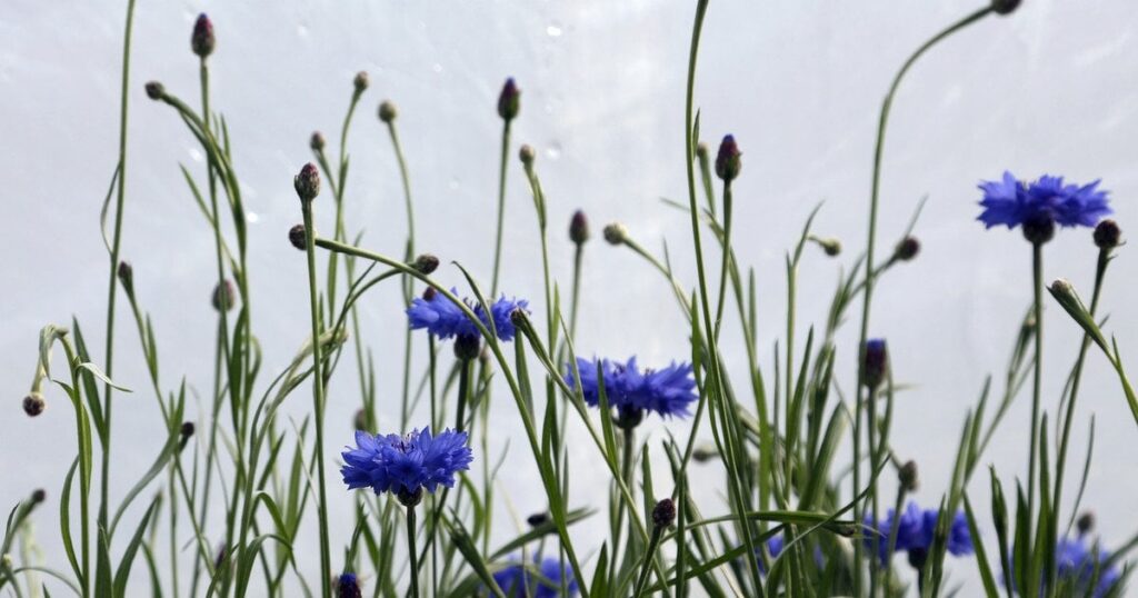 Летний тренд маникюра: эффектные идеи в васильковых тонах