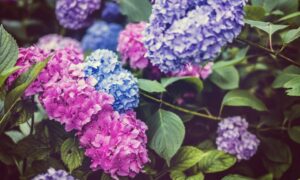 Как размножить гортензию: 5 проверенных способов