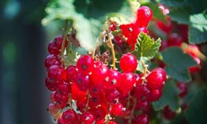 Идеальное место для смородины: секреты правильной посадки и ухода