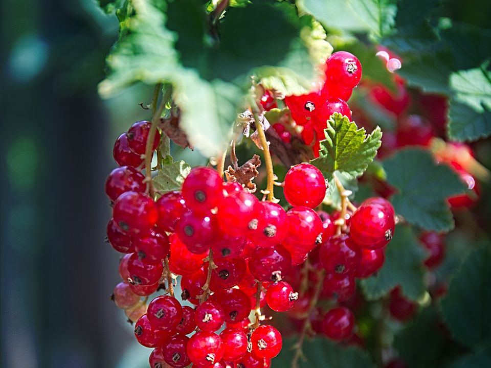 Идеальное место для смородины: секреты правильной посадки и ухода