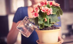 Нашатырный спирт для вашего сада: полезное удобрение и подкормка азотом