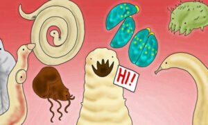 Признаки гельминтов в организме: как распознать и что делать