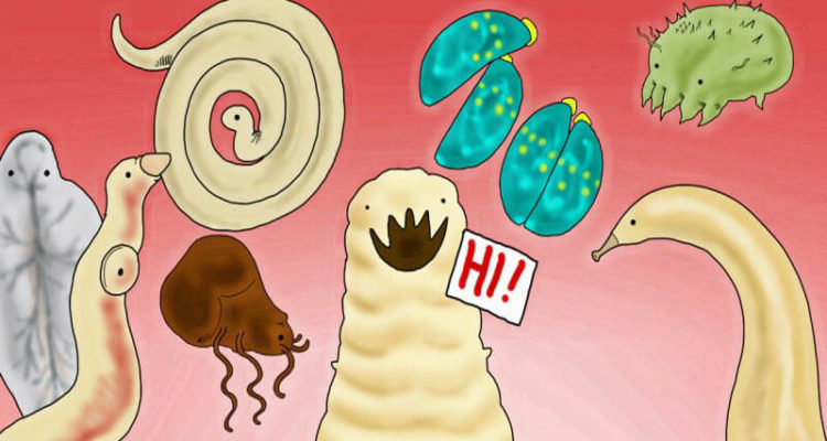 Признаки гельминтов в организме: как распознать и что делать