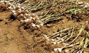 Когда собирать урожай озимого чеснока: секреты и сроки