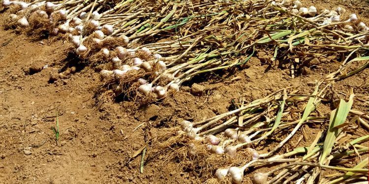 Когда собирать урожай озимого чеснока: секреты и сроки