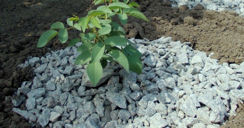 7 ошибок при мульчировании роз, которых стоит избегать