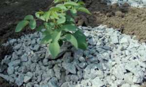 7 ошибок при мульчировании роз, которых стоит избегать