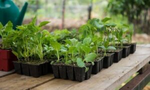 Какие растения нельзя выращивать на подоконнике: советы экспертов, чтобы не испортить урожай