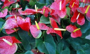 Как добиться пышного цветения антуриума: 6 секретов